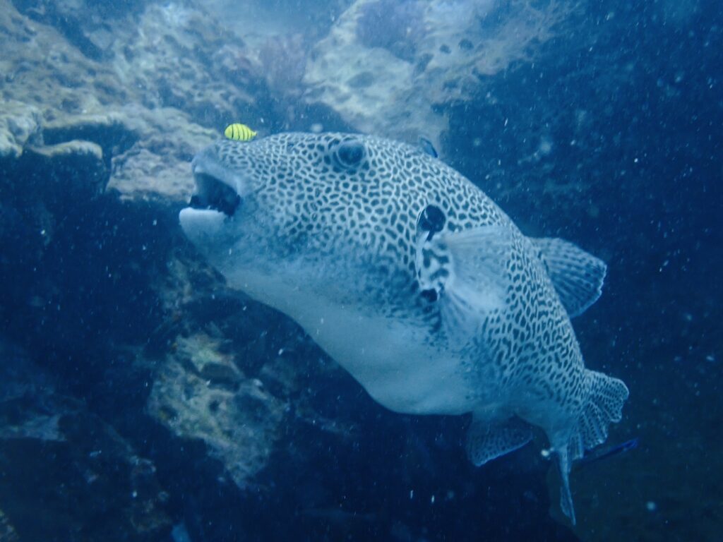 お魚図鑑、フグの仲間、モヨウフグ