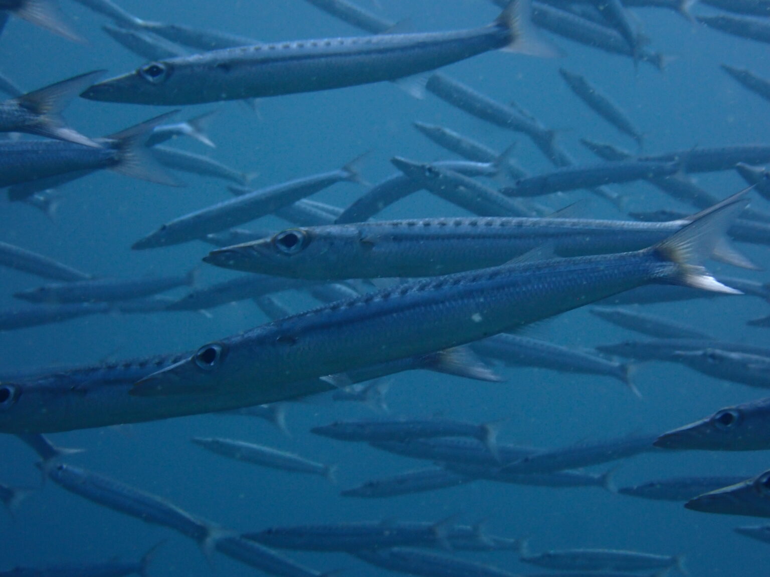 お魚図鑑、カマス科第2弾 | ナイスダイブプーケット