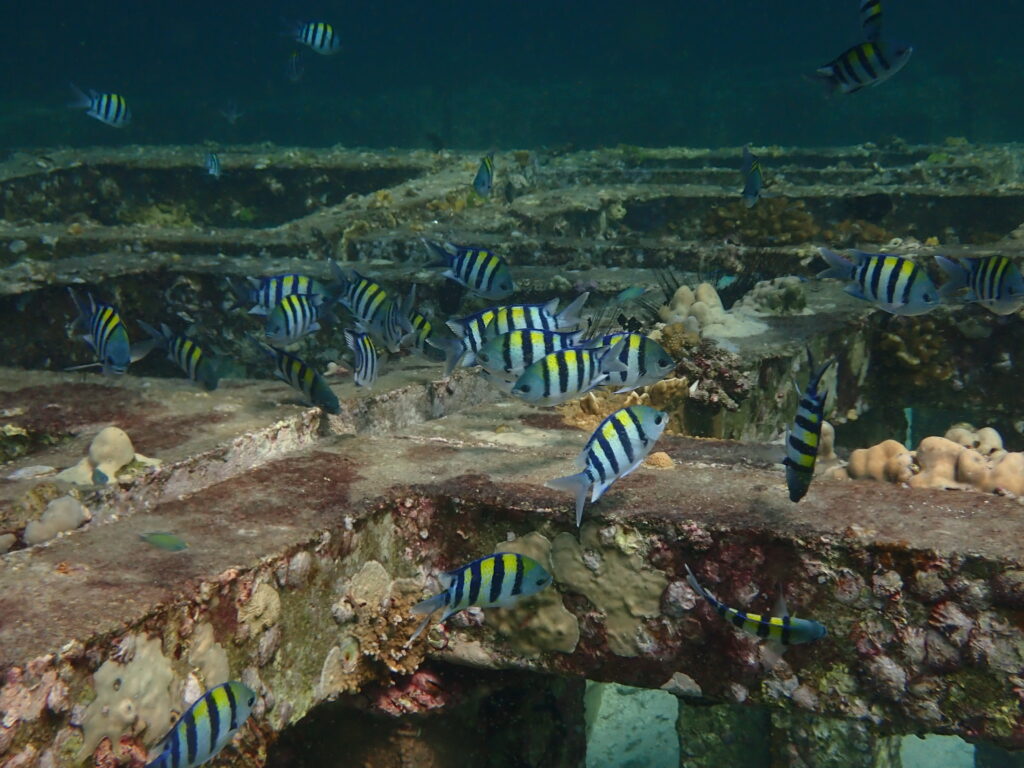 お魚図鑑、スズメダイの仲間
、オヤビッチャ