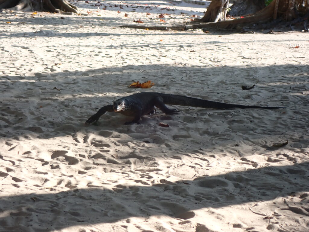 シミラン諸島の動物