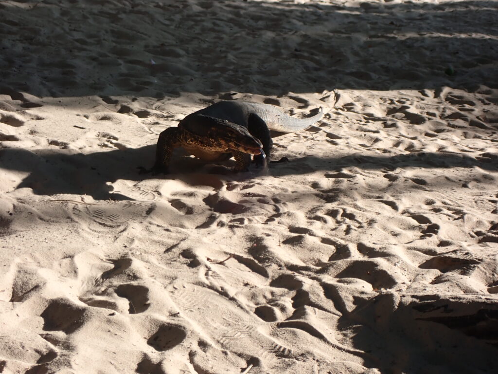 シミラン諸島の動物