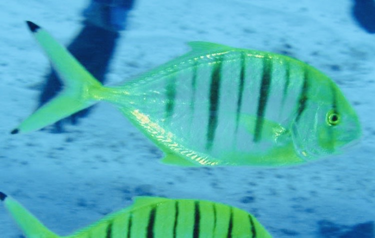 コガネシマアジの幼魚