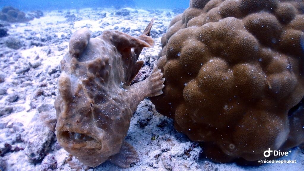 お魚図鑑。珍しい海洋生物