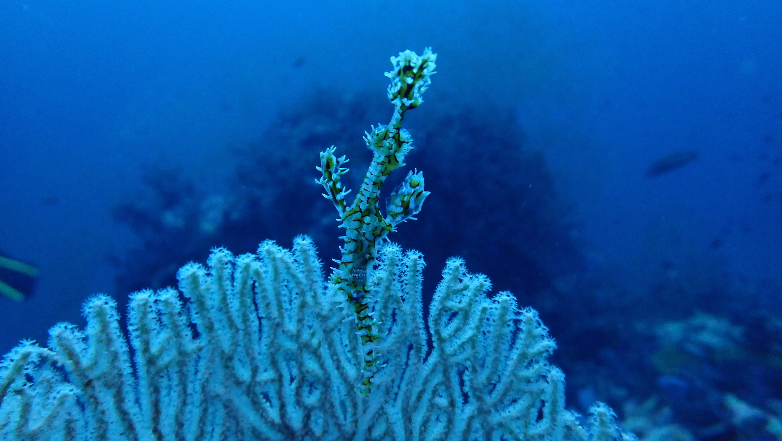 お魚図鑑、その他の海洋生物