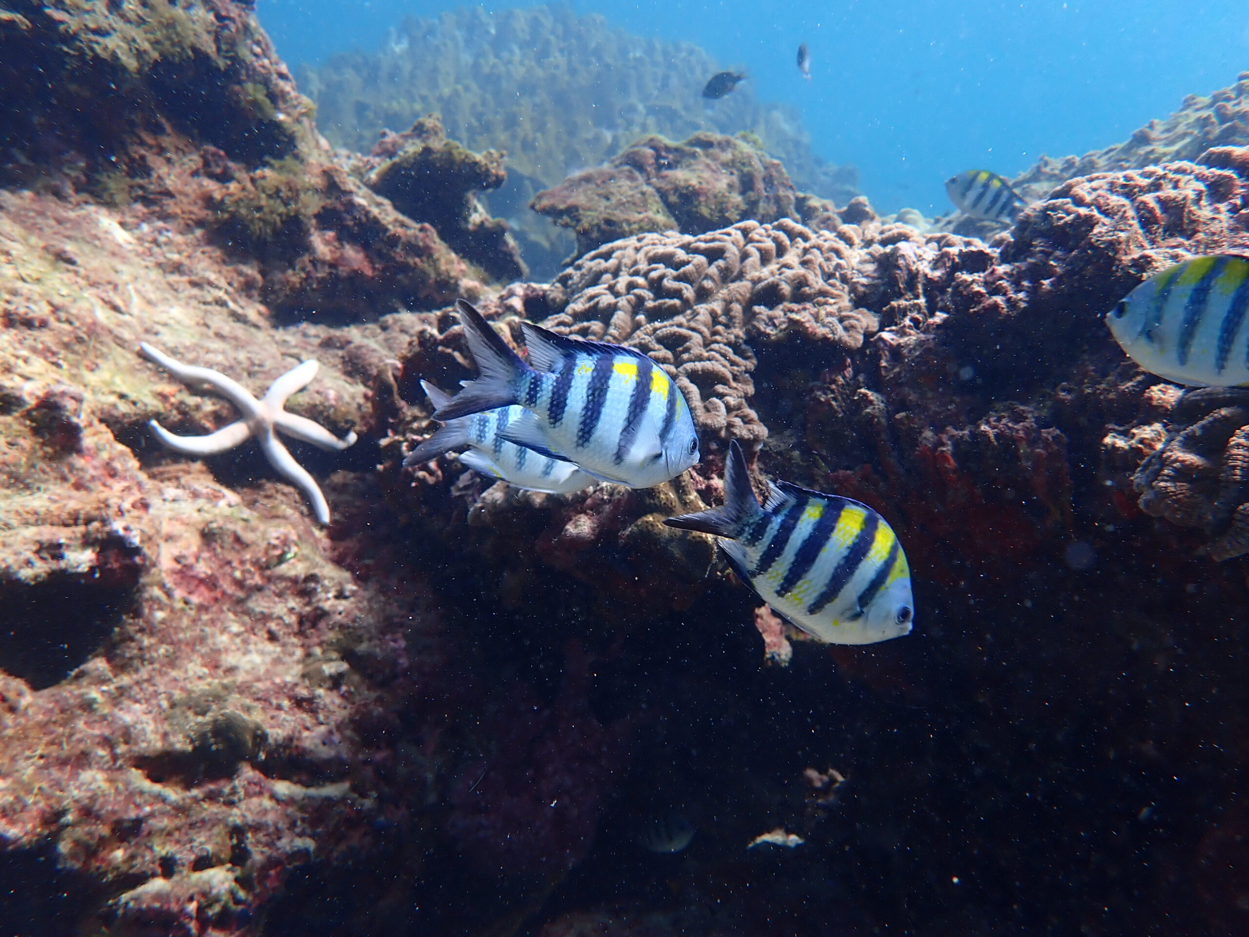 お魚図鑑、スズメダイ科