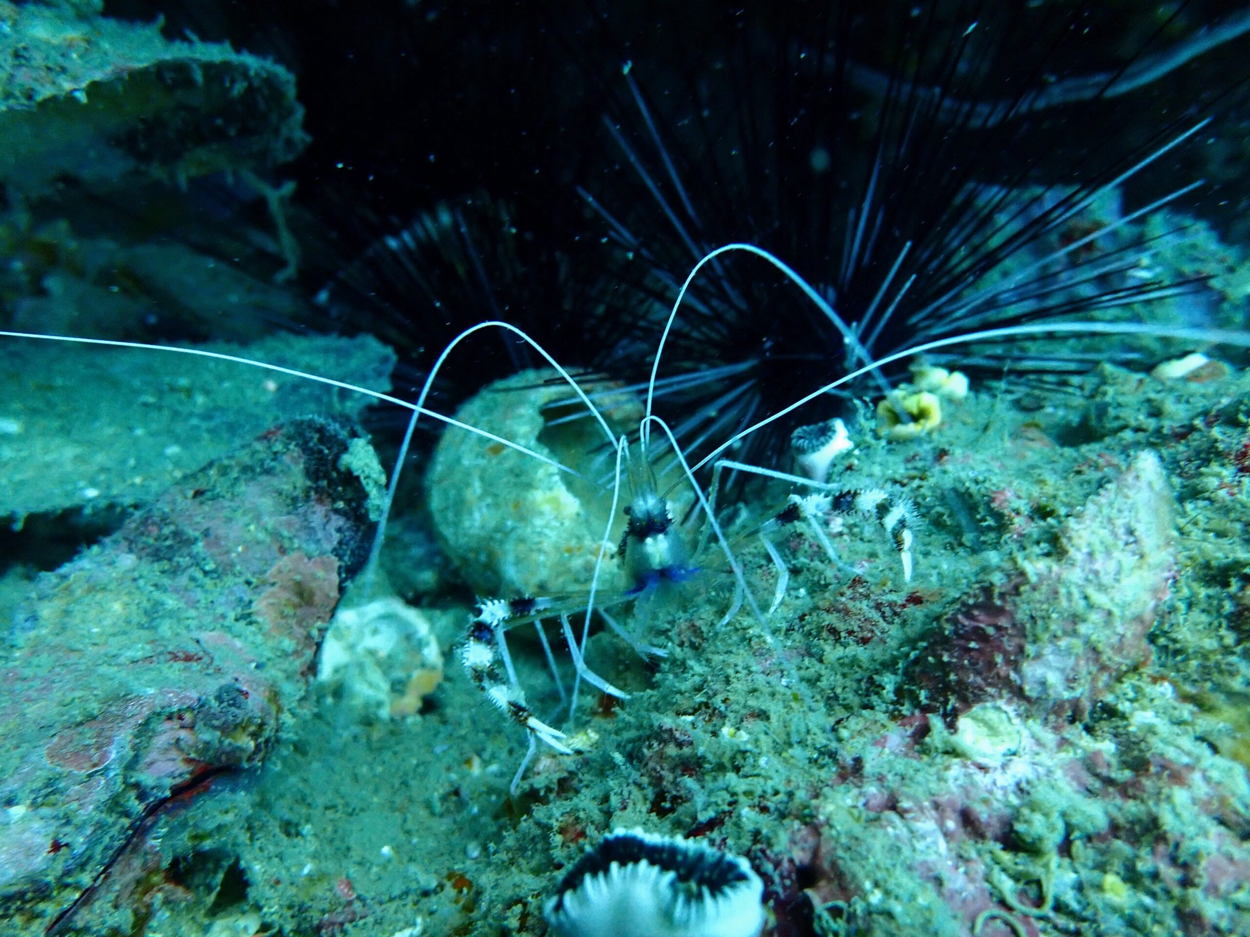お魚図鑑、エビ、カニの仲間