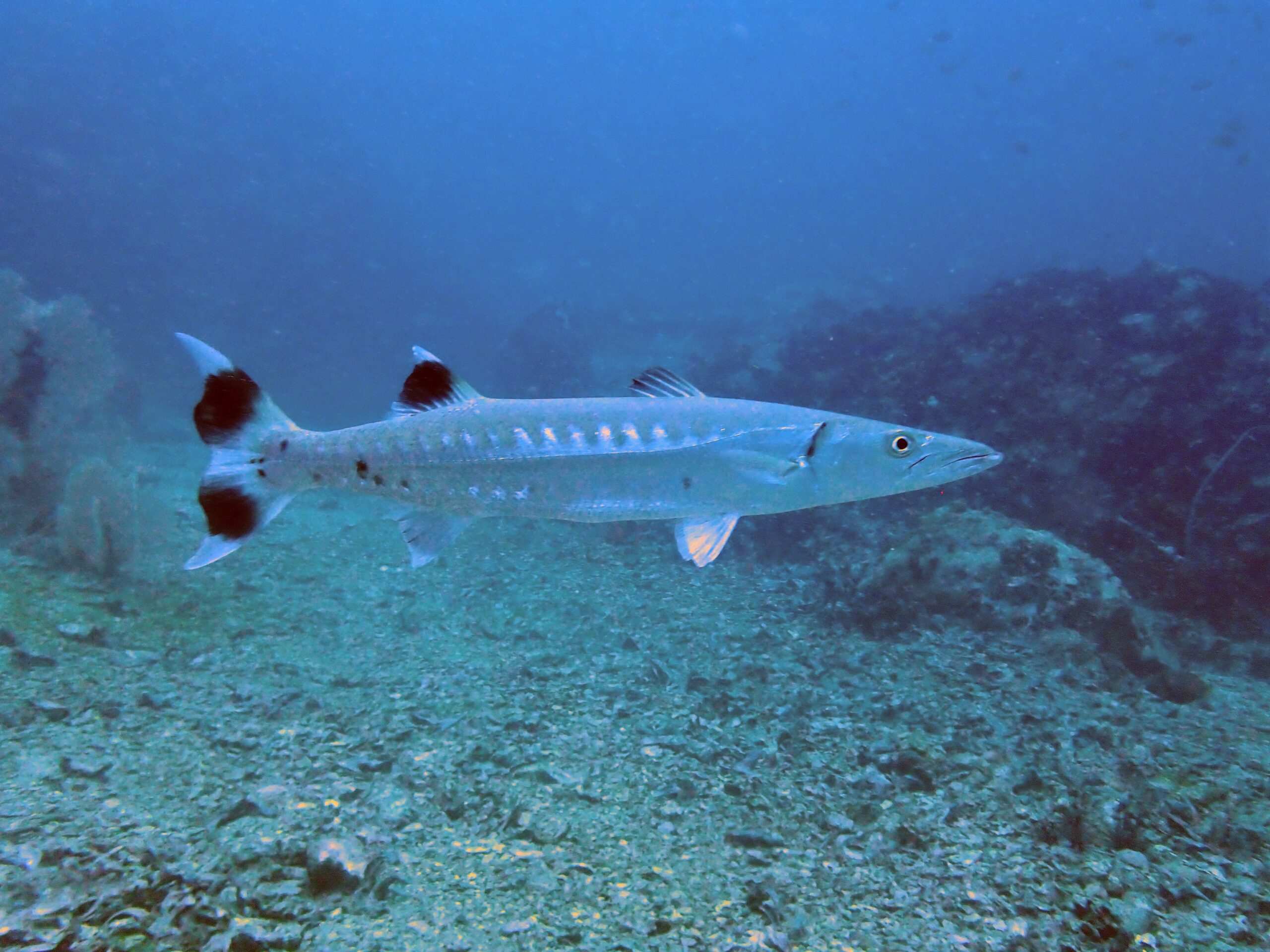 お魚図鑑、カマス科