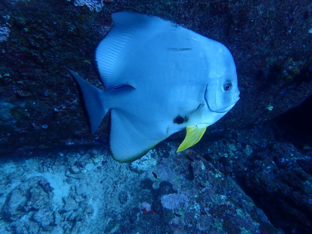 ミカヅキツバメウオ