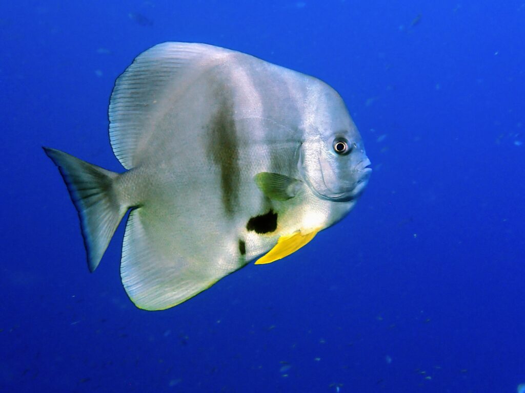 お魚図鑑。マンジュウダイ科。
