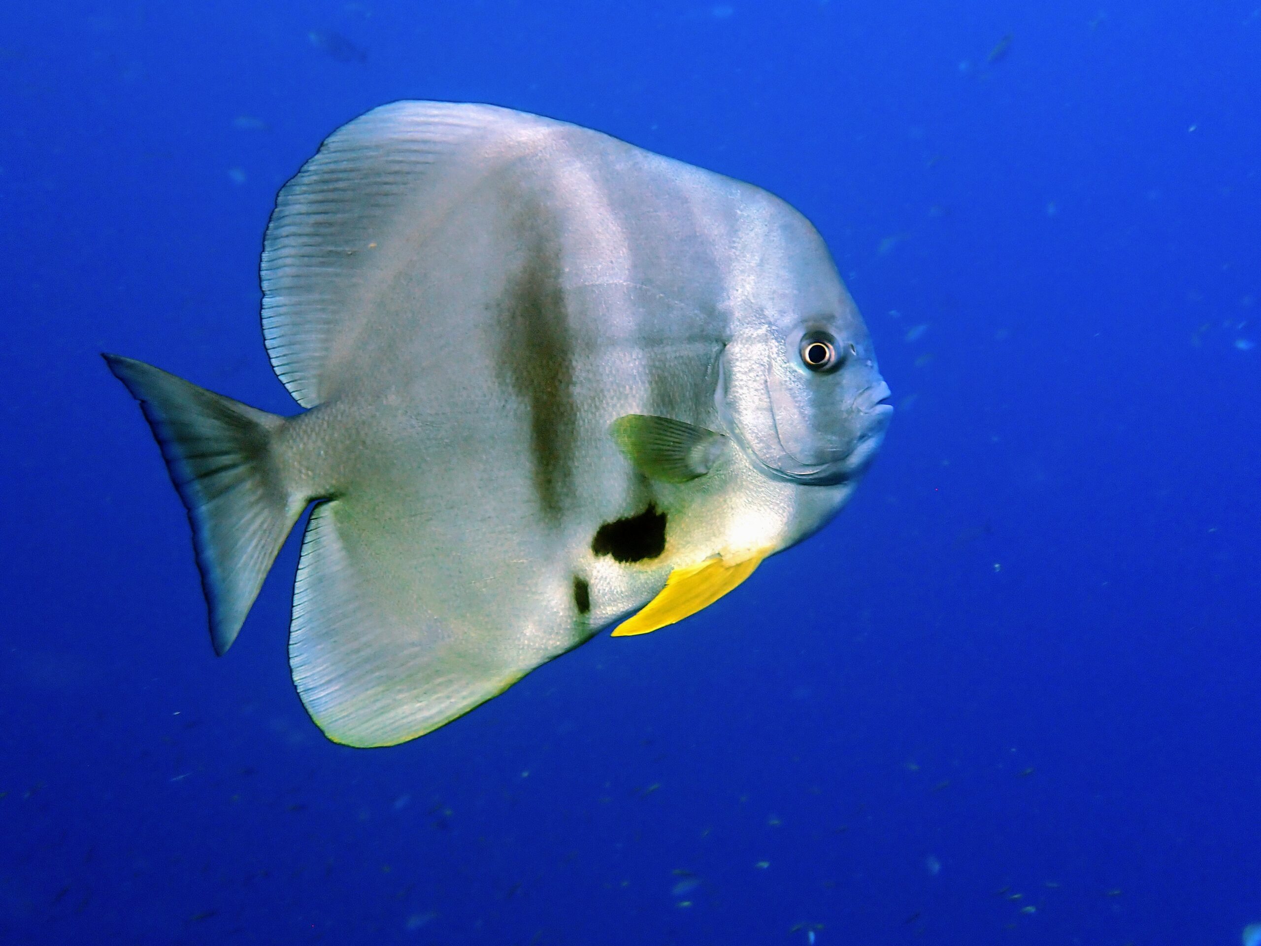 お魚図鑑、マンジュウダイ科