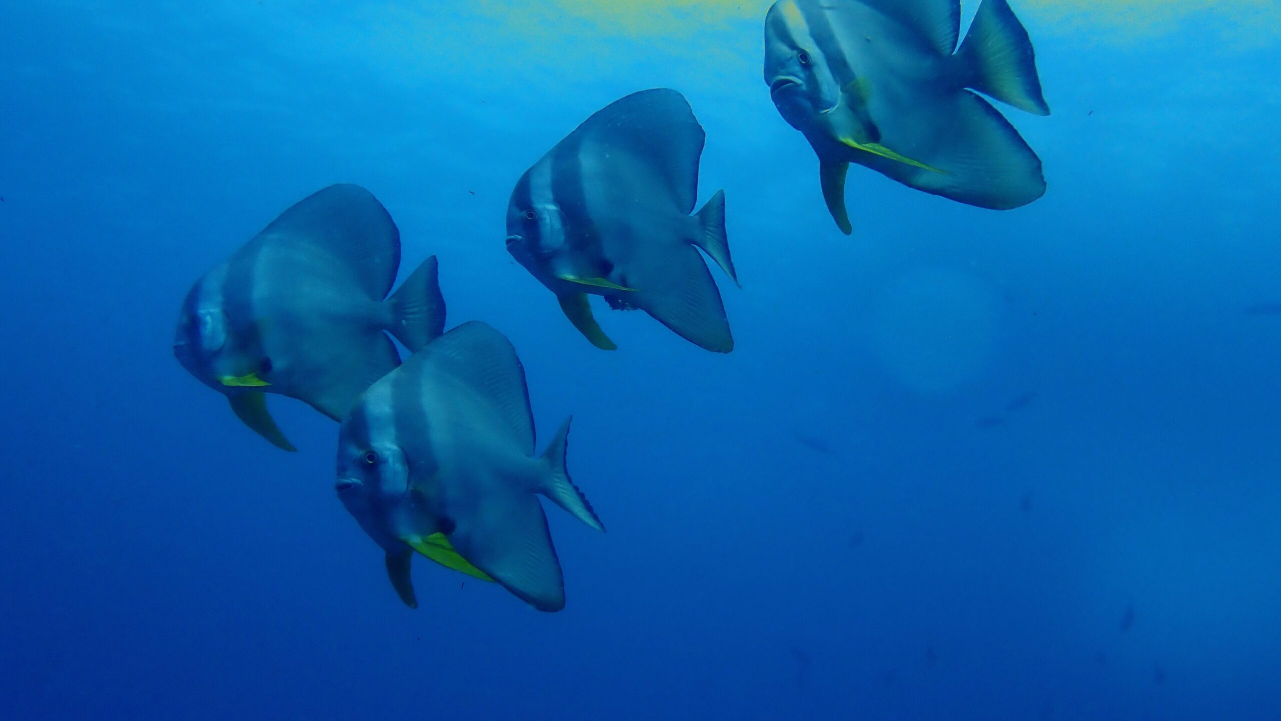 ツバメウオの魚群