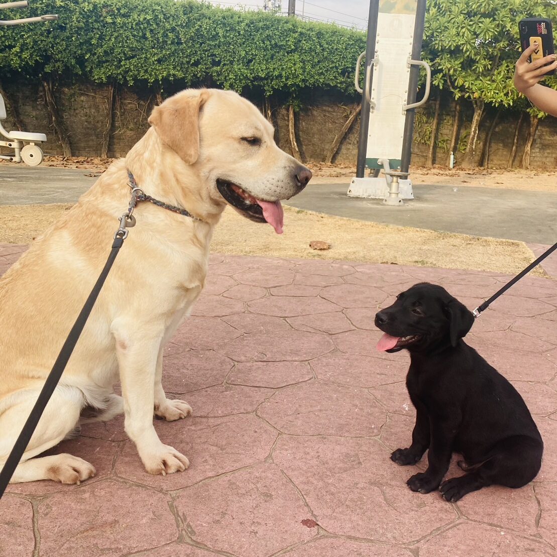 公園デビューの黒ラブ君