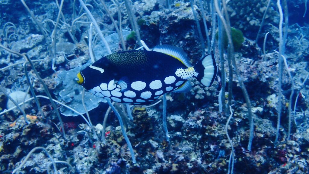 お魚図鑑。ハギの仲間