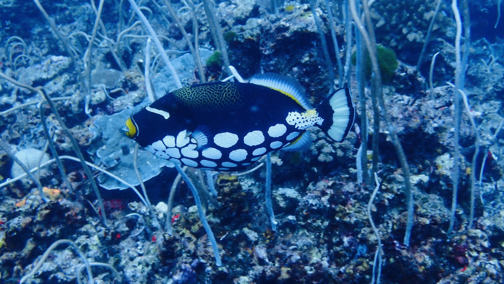 お魚図鑑、ハギの仲間 | ナイスダイブプーケット