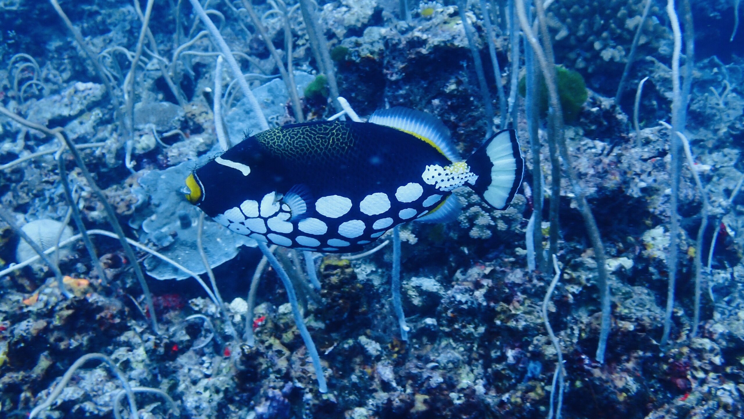 お魚図鑑、ハギの仲間