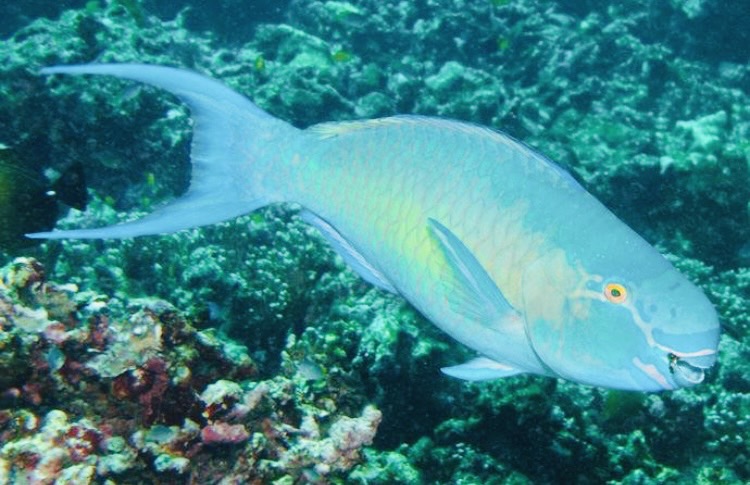 お魚図鑑。ブダイ科