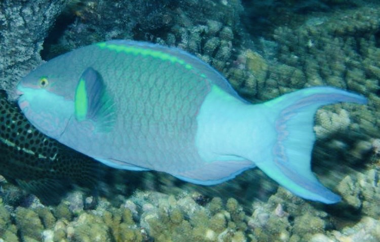 お魚図鑑、ブダイ科