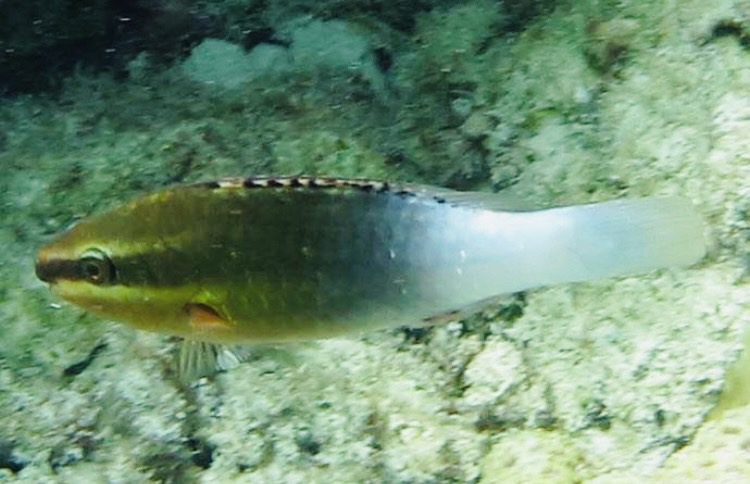 アミメブダイの幼魚