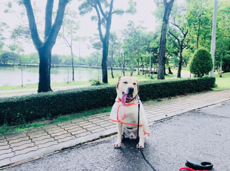 雨にも負けず風にも負けず