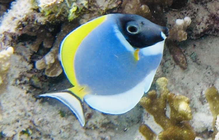 パウダーブルーサージョンフィッシュの幼魚