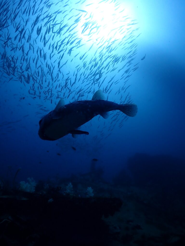 キングクルーザーの魚影