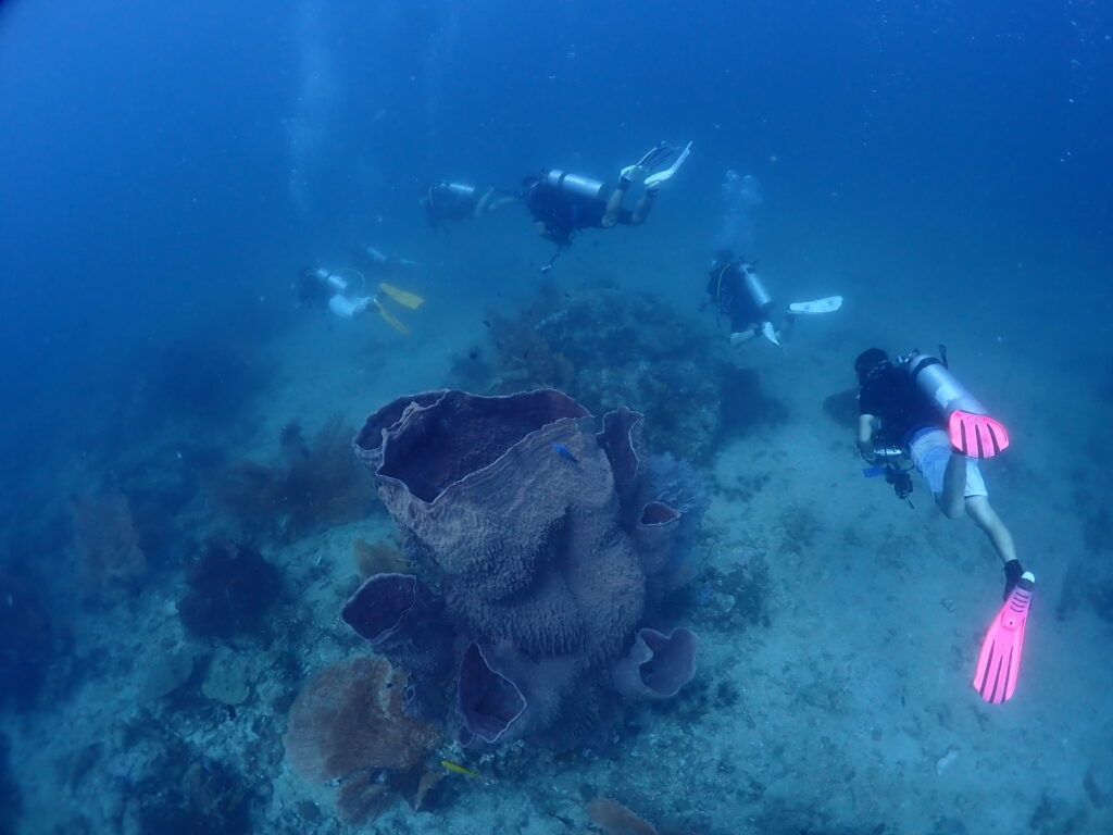 ピピ島でイケおじダイバー