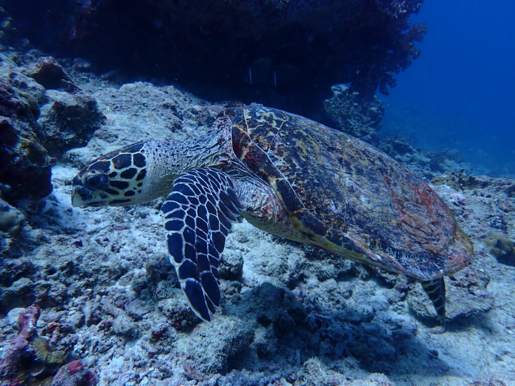 海のプロがやってきました