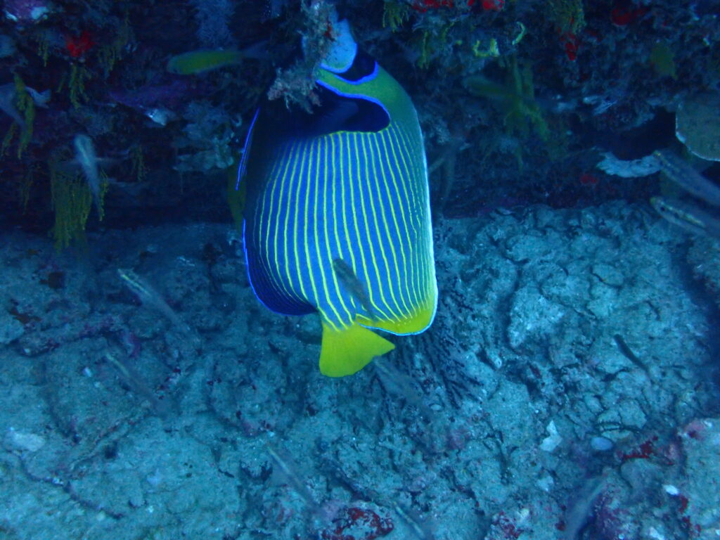 ほんとのタテキン