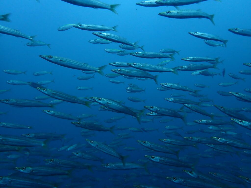 タイワンカマス