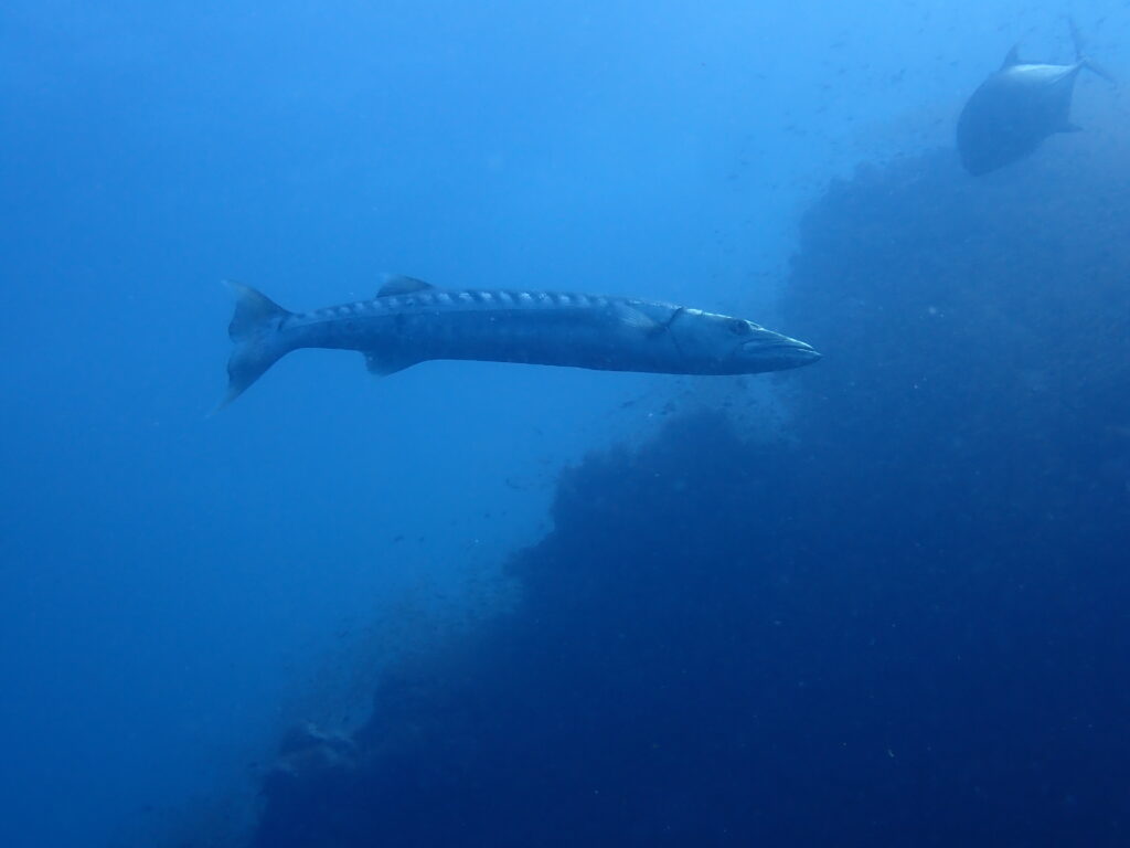 オニカマス