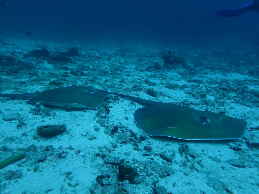 お魚図鑑、トビエイ科