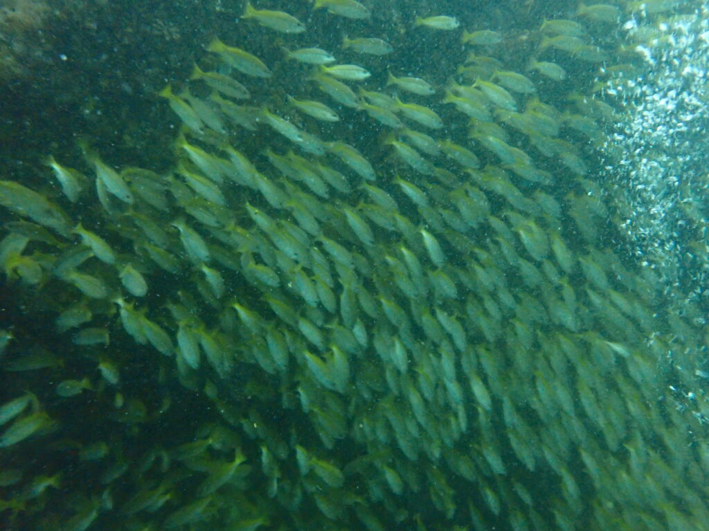 クリスマスのピピ島、キンセンフエダイ