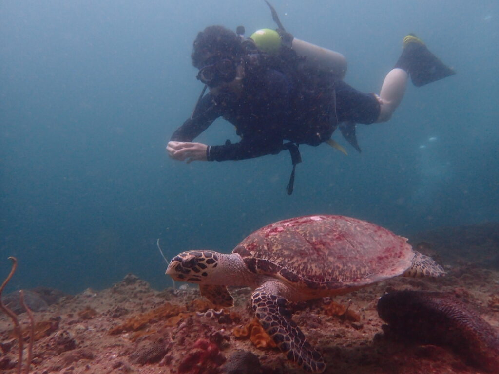 クリスマスのピピ島、タイマイ