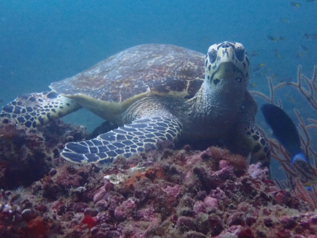 タイマイウォッチング