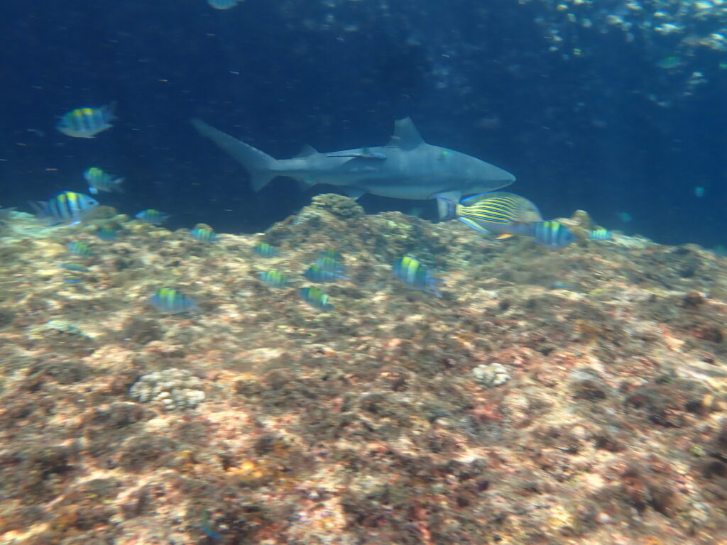 全部見れたナイスダイブ