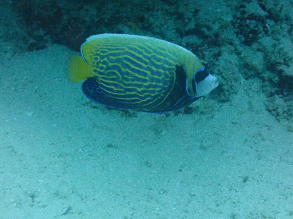 成魚になる前のタテキン