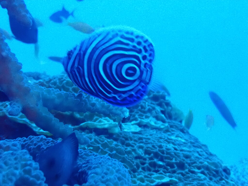 タテジマキンチャクダイの幼魚