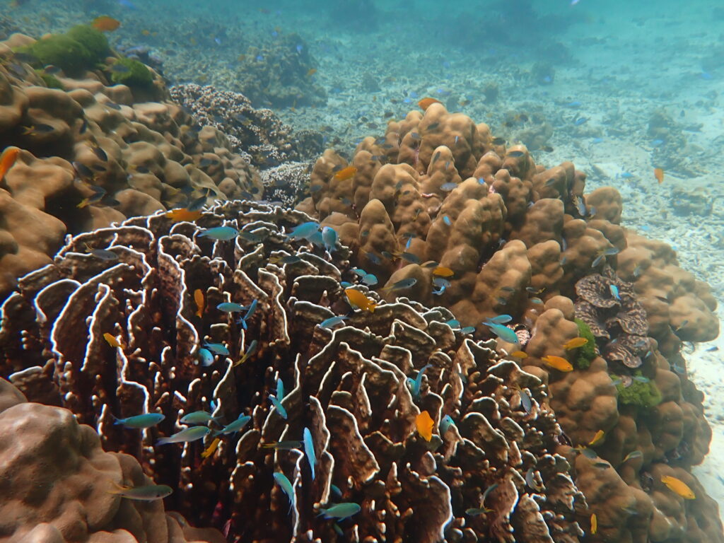 サンゴに映えるお魚たち