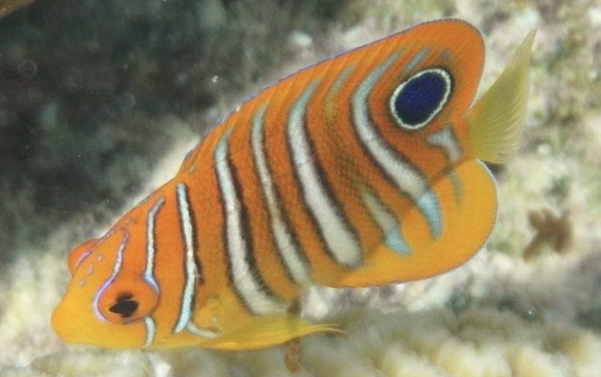 ニシキヤッコ幼魚