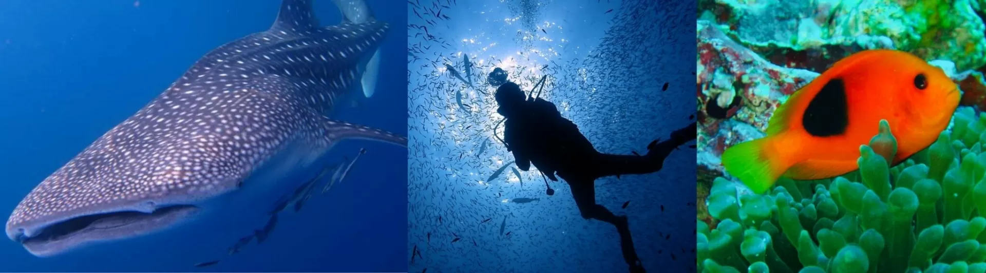 Underwater scenes from Phuket liveaboard diving, including a whale shark, diver silhouette, and colorful reef fish