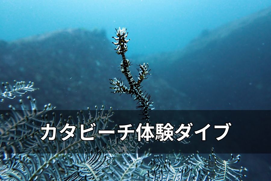 プーケットの透明な海で変わったお魚と泳ぐ