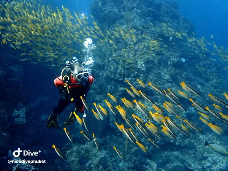 Diver surrounded by a large school of fish during a liveaboard dive in Phuket
