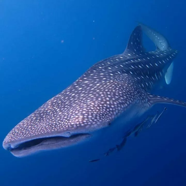 Whale shark swimming peacefully in the blue water during a dive in Phuket