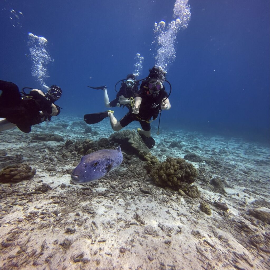 プーケットでアラレフグと一緒に泳ぐ姿