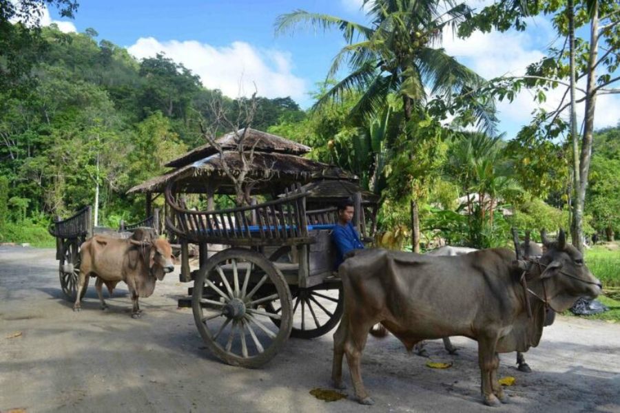 プーケットでサファリ体験