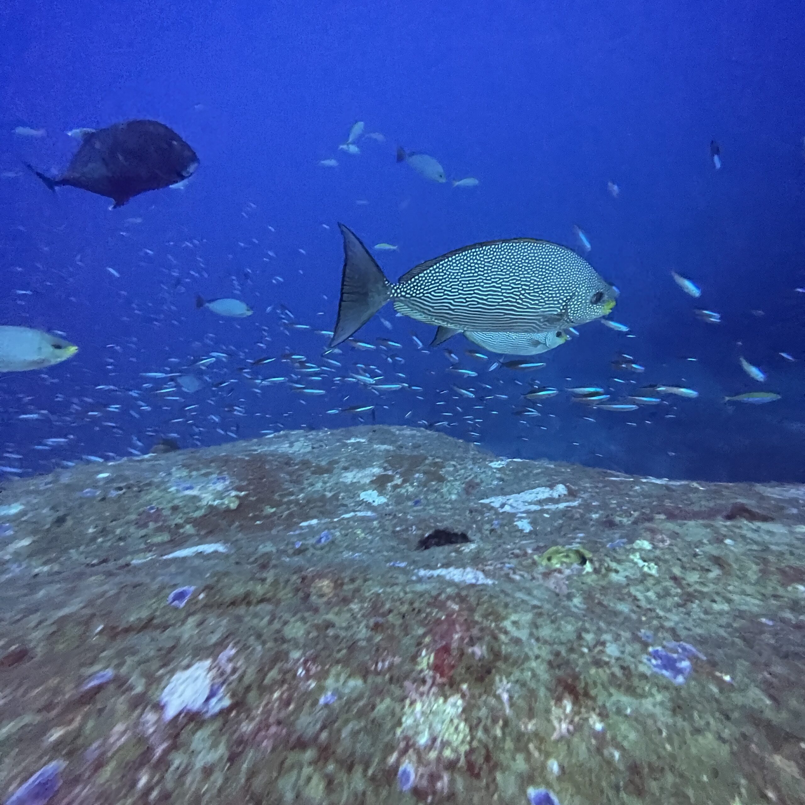 タチャイピナクルの海況レポート