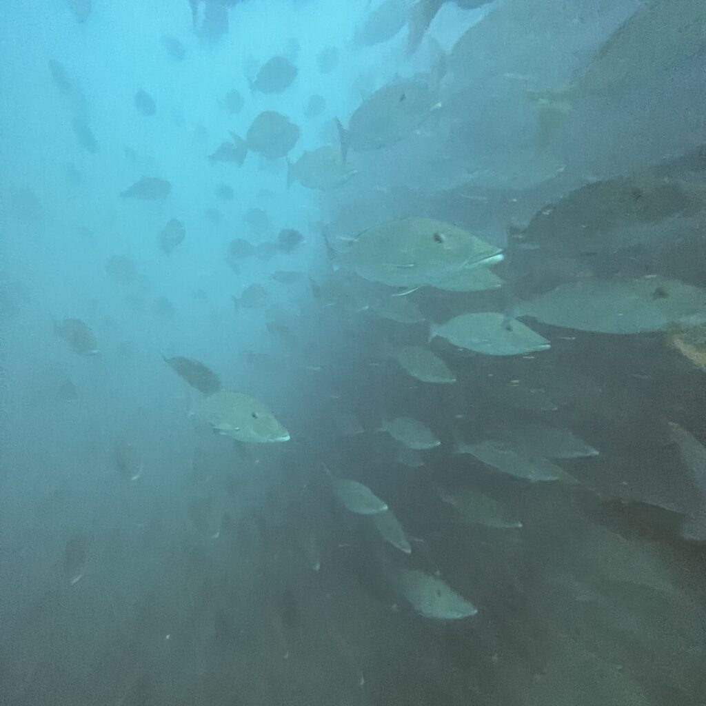 リチェリューロックの海況レポート