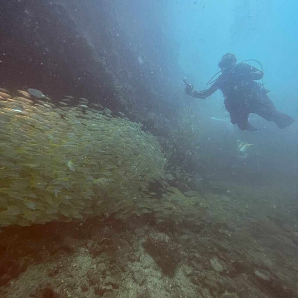 プーケット近海のピピ島で美しい魚群と一緒に潜るファンダイブ