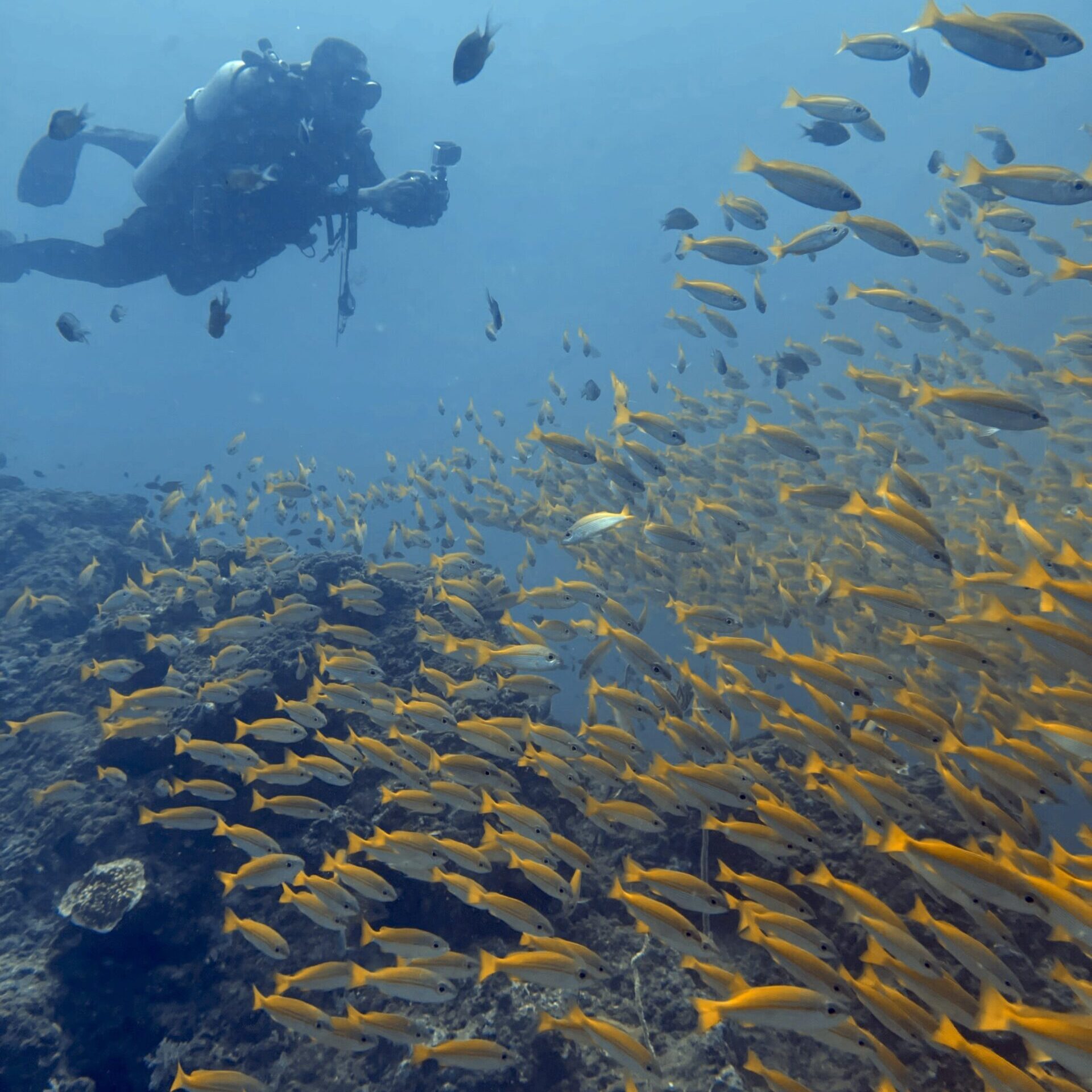 キンセンフエダイ