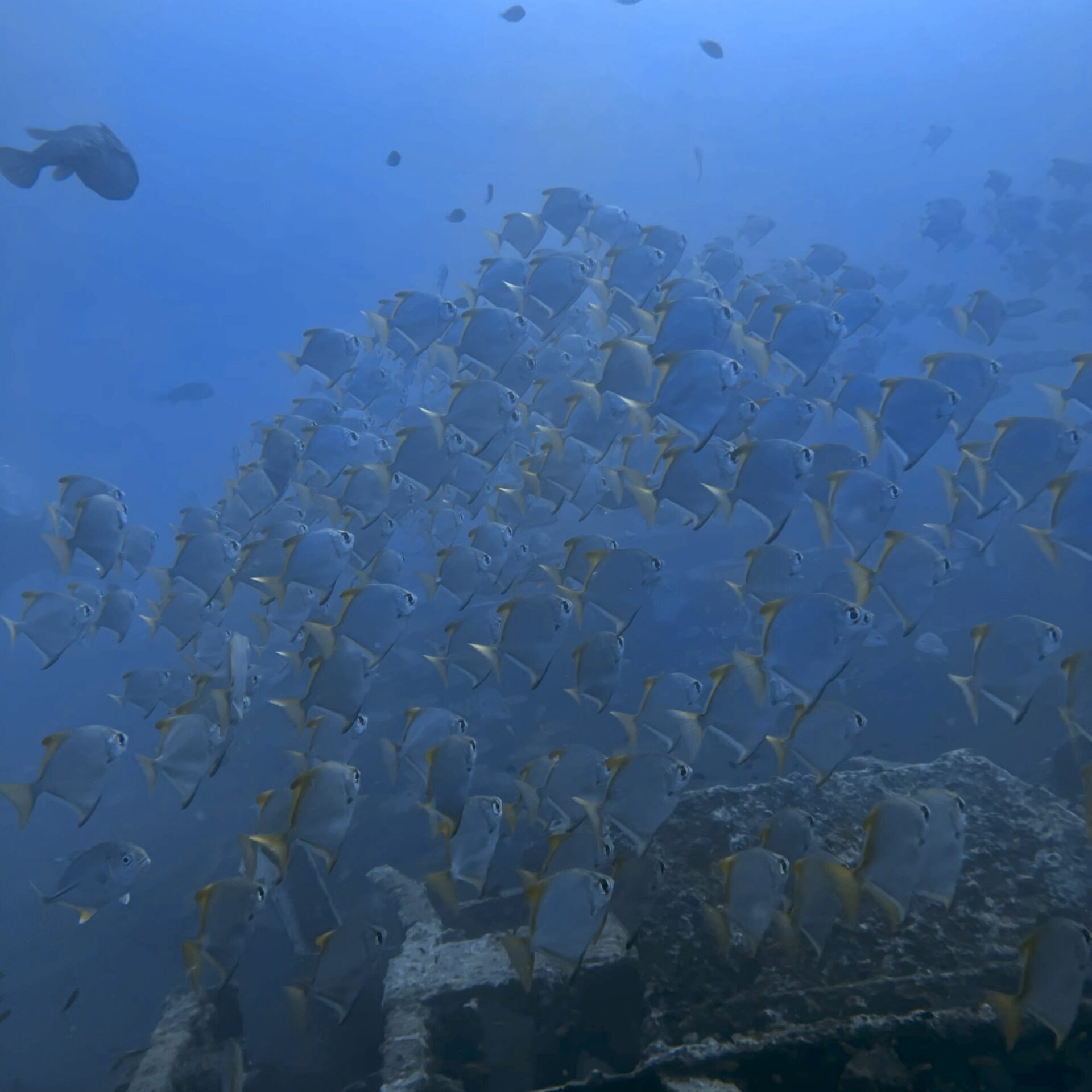 ヒメツバメウオ